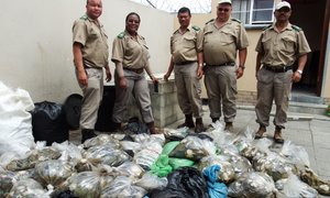 Perlemoen-jaagtog naby Franskraal